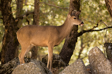 Black-Tailed Deer in Yosemite National Park