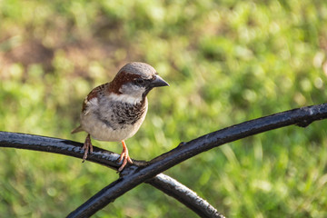 Sparrow sits on a black fence. Behind green bokeh background