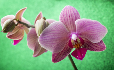 Fototapeta na wymiar Pink orchid on colored background.