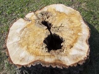 Baumstumpf mit Jahresringen im Sonnenschein in Wettenberg Krofdorf-Gleiberg bei Gießen in Hessen