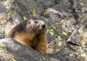 Marmot portrait