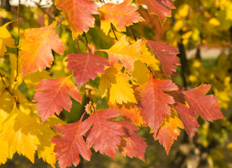 Red and yellow leaves