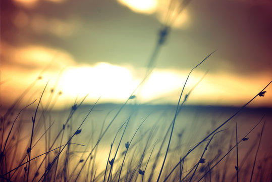 Wild grass at summer sunset vintage colors background