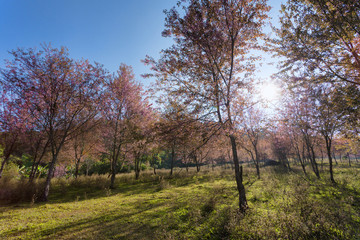 Cherry blossom forest