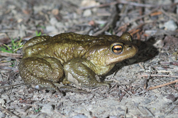 Common toad (Bufo bufo)