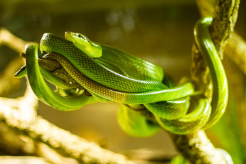 Snakes in a terrarium