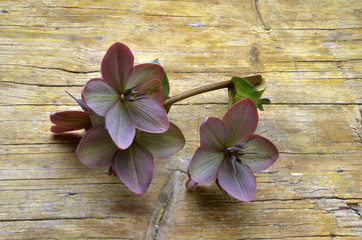 Helleborus Elleboro Nieswurz Hellebore Морозник خربق