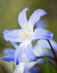 First flowers of spring the blue Scilla siberica