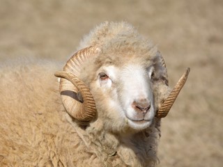 Ram head closeup