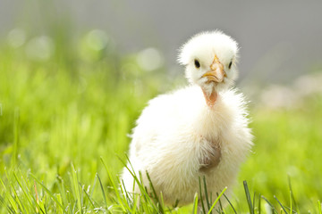 Cute chicken on thegreen grass