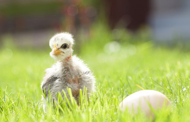 Cute chicken on thegreen grass