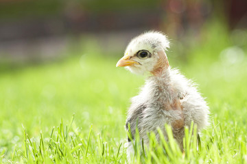Cute chicken on thegreen grass