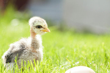 Fototapeta premium Cute chicken on thegreen grass