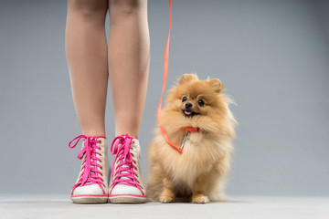Cute pomeranian spitz