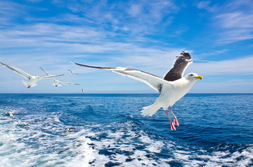 seagull © Alexandr Satoru