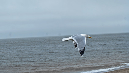 coast seagull