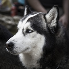 Siberian Husky dog head portrait