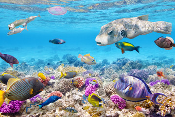 Underwater world with corals and tropical fish.