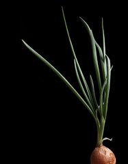 Sprouted onion isolated on black background
