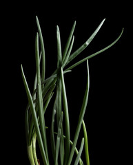 Onion sprouts isolated on black background