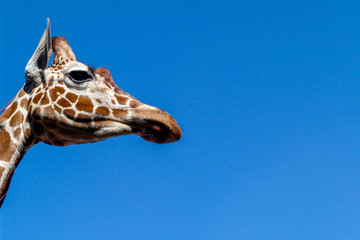 Giraffe head