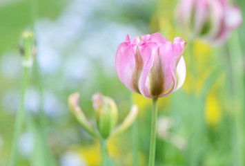 Obraz na płótnie Canvas Spring tulip field