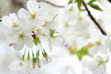 Fototapeta na wymiar 鬱金桜