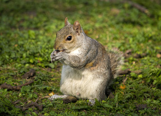 Squirrel