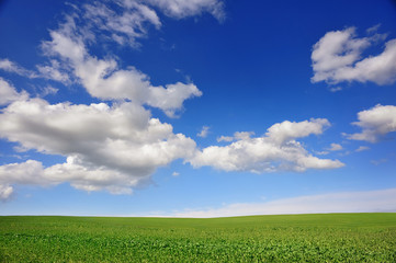 Summer landscape field of grass and perfect blue sky