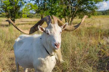 Portrait of Ukrainian goat with abnormally enormous horns