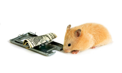 free money is only in a mousetrap