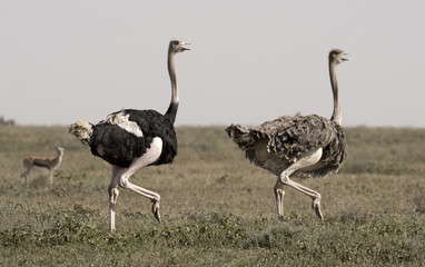 Africa, Tanzania Serengeti National Park, ostrich