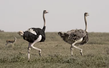 Door stickers Ostrich Africa, Tanzania Serengeti National Park, ostrich