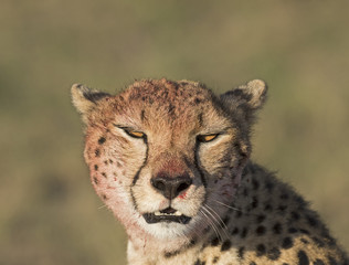 Africa, Tanzania Serengeti National Park , cheetah.