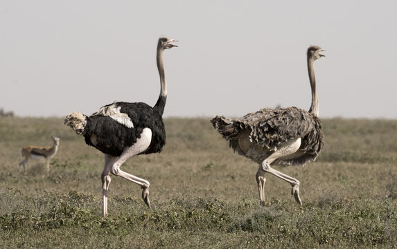 Africa, Tanzania Serengeti National Park, ostrich