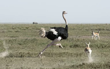 Peel and stick wall murals Ostrich Africa, Tanzania Serengeti National Park, ostrich