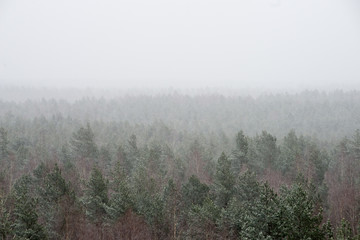 panoramic view of misty forest