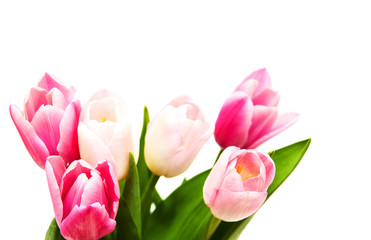 pink colored tulip flowers