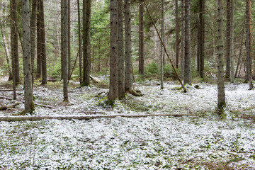 snow covered forest trails in spring