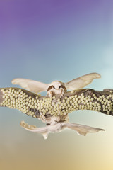 Obraz premium two butterfly of cocoon and eggs