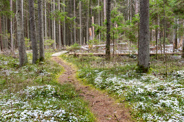snow covered forest trails in spring