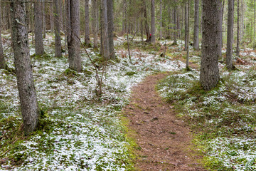 Obraz premium snow covered forest trails in spring