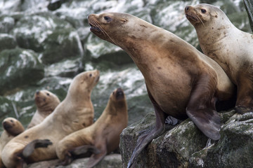 Fototapeta premium Steller sea lion sitting on a rock island in the Pacific Ocean