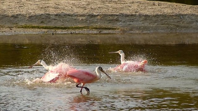 Roseate Spoonbills (Platea ajaja) bathing