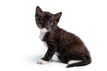 kitten