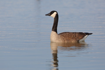 Canada Goose - Grand Bend, Ontario