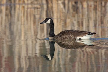 Canada Goose and Reflection on a Small Pond  - Grand Bend, Ontar