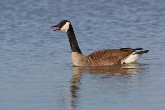 Canada Goose Calling - Grand Bend, Ontario