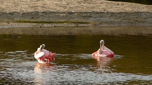Roseate Spoonbills (Platea ajaja) bathing