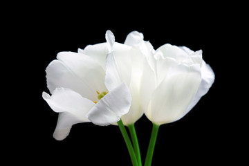 Beautiful white tulips on black background